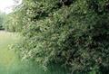 mountain black cherry